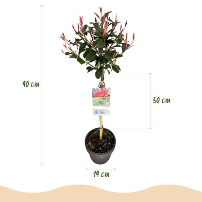 Plant op Stam - Photinia fraseri Carre Rouge - Terras Plant - Winterhard - Forestbloom