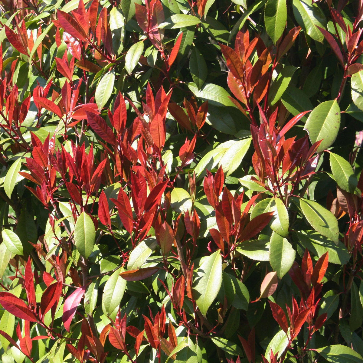 Plant op Stam - Photinia fraseri Carre Rouge - Terras Plant - Winterhard - Forestbloom