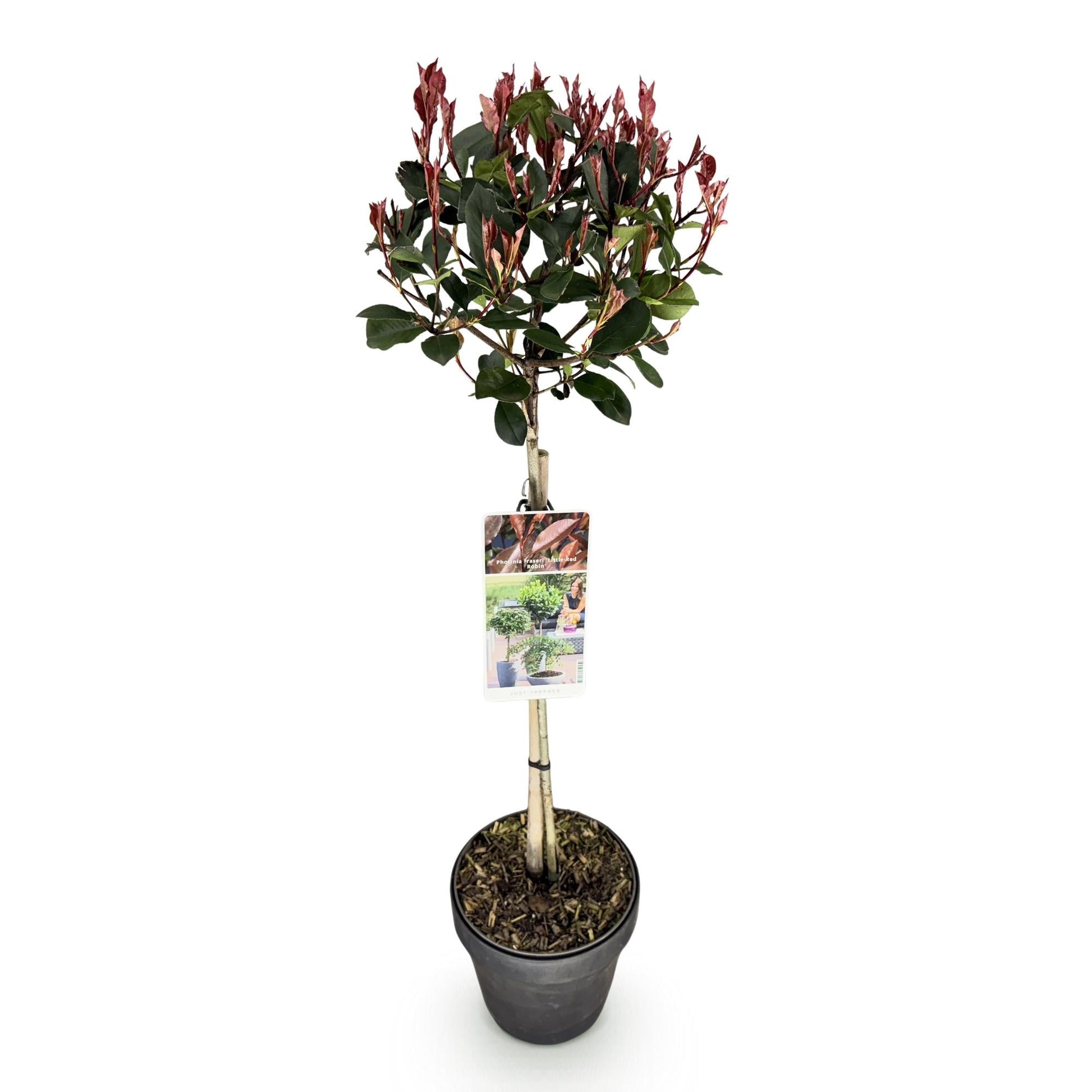 Plant op Stam - Photinia fraseri Little Red Robin - Terras Plant - Winterhard - Forestbloom