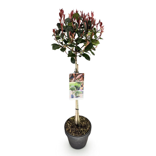 Plant op Stam - Photinia fraseri Little Red Robin - Terras Plant - Winterhard - Forestbloom