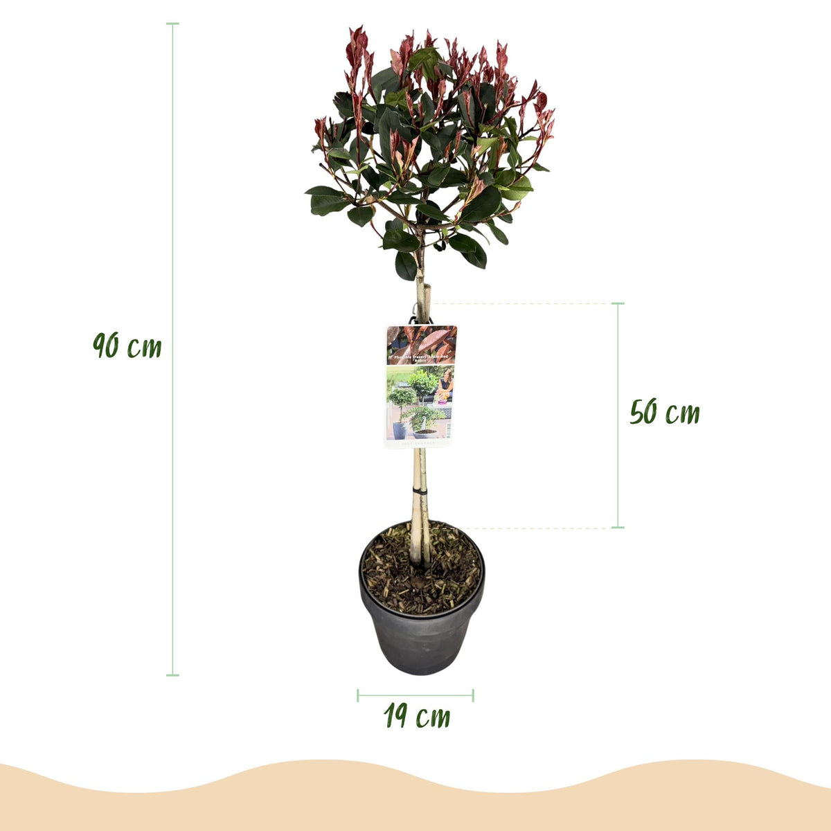 Plant op Stam - Photinia fraseri Little Red Robin - Terras Plant - Winterhard - Forestbloom