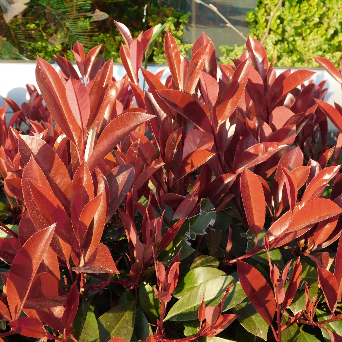Plant op Stam - Photinia fraseri Little Red Robin - Terras Plant - Winterhard - Forestbloom
