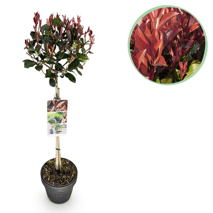 Plant op Stam - Photinia fraseri Little Red Robin - Terras Plant - Winterhard - Forestbloom