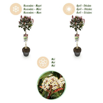 Plant op Stam - Photinia fraseri Little Red Robin - Terras Plant - Winterhard - Forestbloom