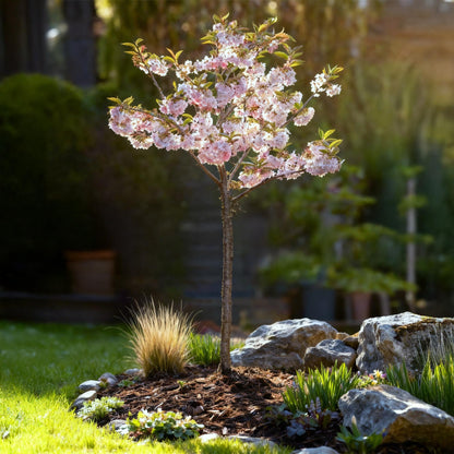 Plant op Stam - Prunus incisa Koujou-no-mai - Terras Plant - Winterhard - Forestbloom