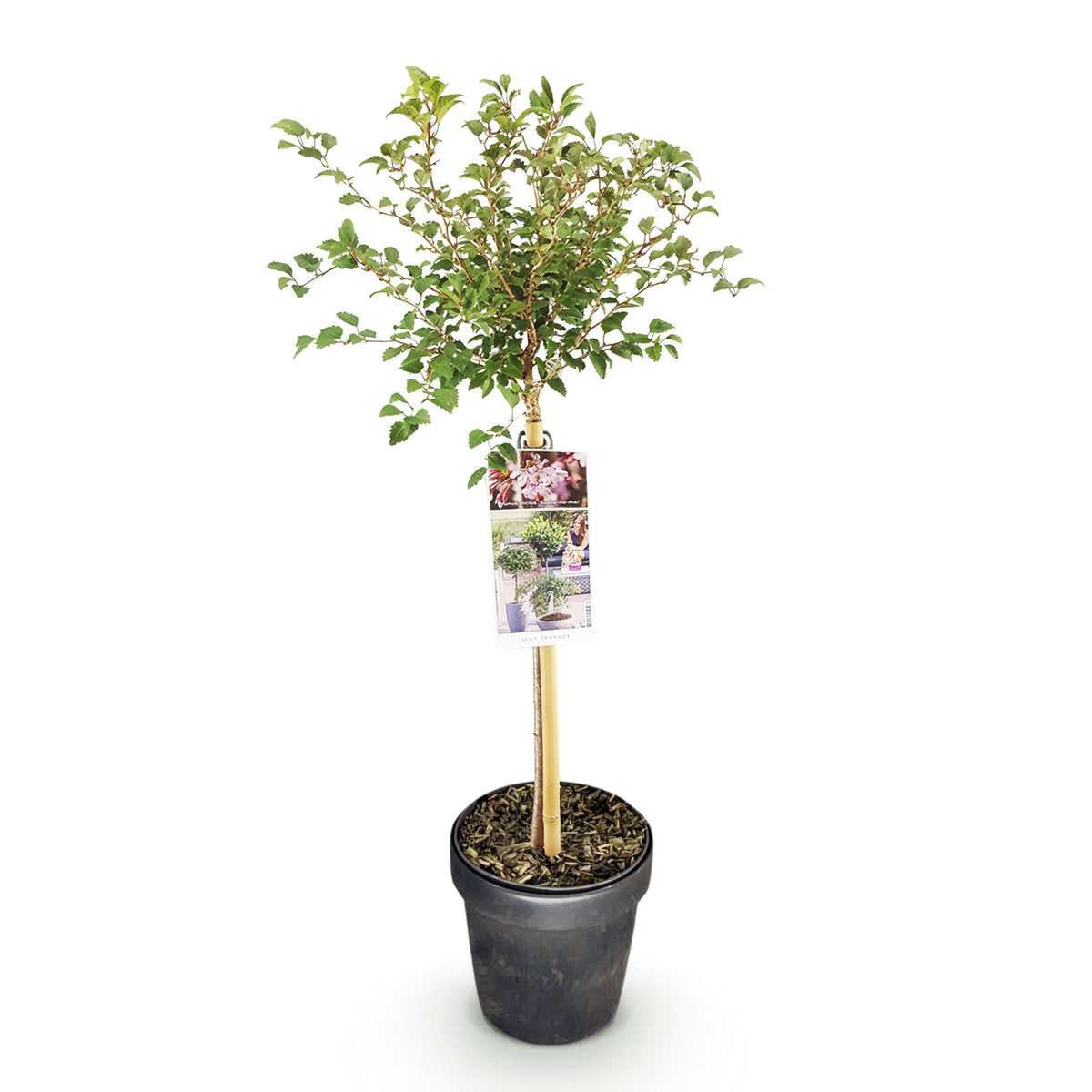 Plant op Stam - Prunus incisa Koujou-no-mai - Terras Plant - Winterhard - Forestbloom