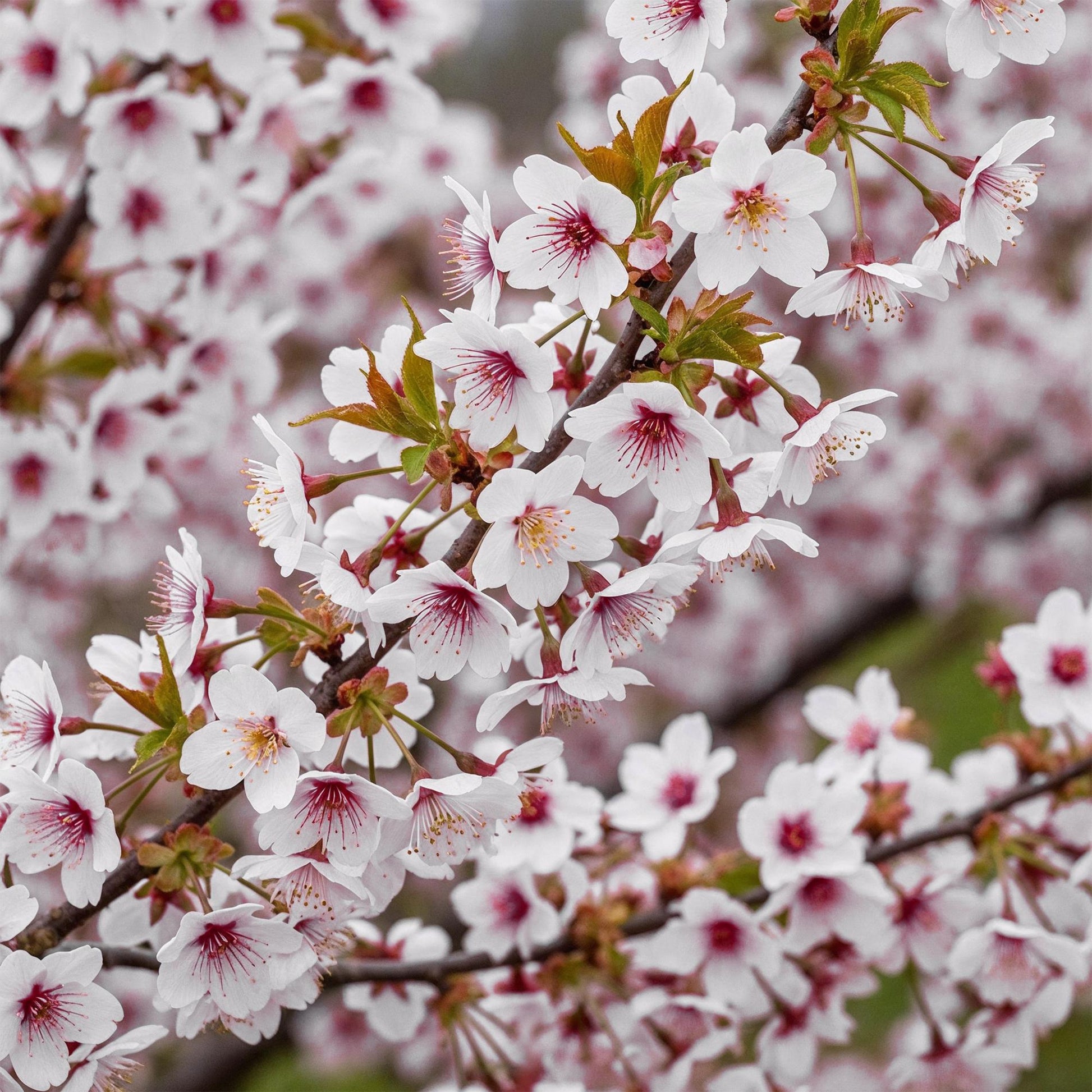 Plant op Stam - Prunus incisa Koujou-no-mai - Terras Plant - Winterhard - Forestbloom