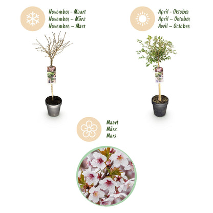 Plant op Stam - Prunus incisa Koujou-no-mai - Terras Plant - Winterhard - Forestbloom