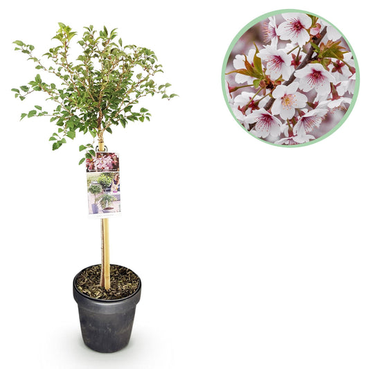 Plant op Stam - Prunus incisa Koujou-no-mai - Terras Plant - Winterhard - Forestbloom