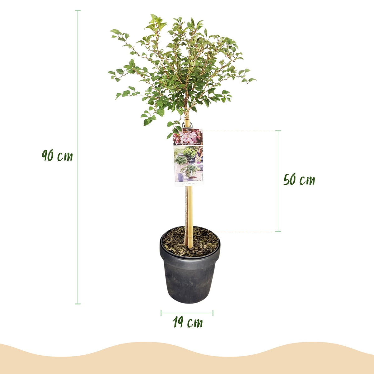 Plant op Stam - Prunus incisa Koujou-no-mai - Terras Plant - Winterhard - Forestbloom