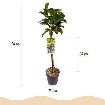 Plant op Stam - Prunus lauroverasus Etna® - Terras Plant - Winterhard - Forestbloom