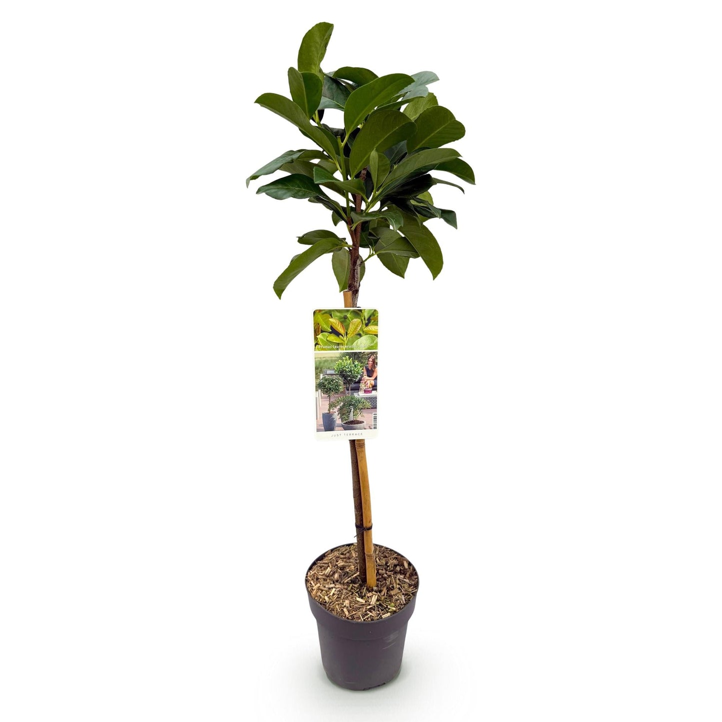 Plant op Stam - Prunus lauroverasus Etna® - Terras Plant - Winterhard - Forestbloom