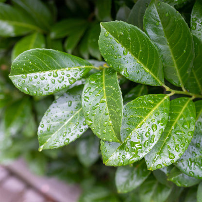 Plant op Stam - Prunus lauroverasus Etna® - Terras Plant - Winterhard - Forestbloom