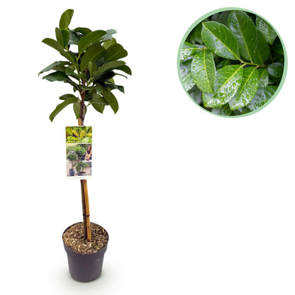 Plant op Stam - Prunus lauroverasus Etna® - Terras Plant - Winterhard - Forestbloom