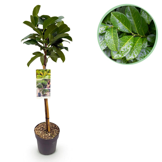 Plant op Stam - Prunus lauroverasus Etna® - Terras Plant - Winterhard - Forestbloom
