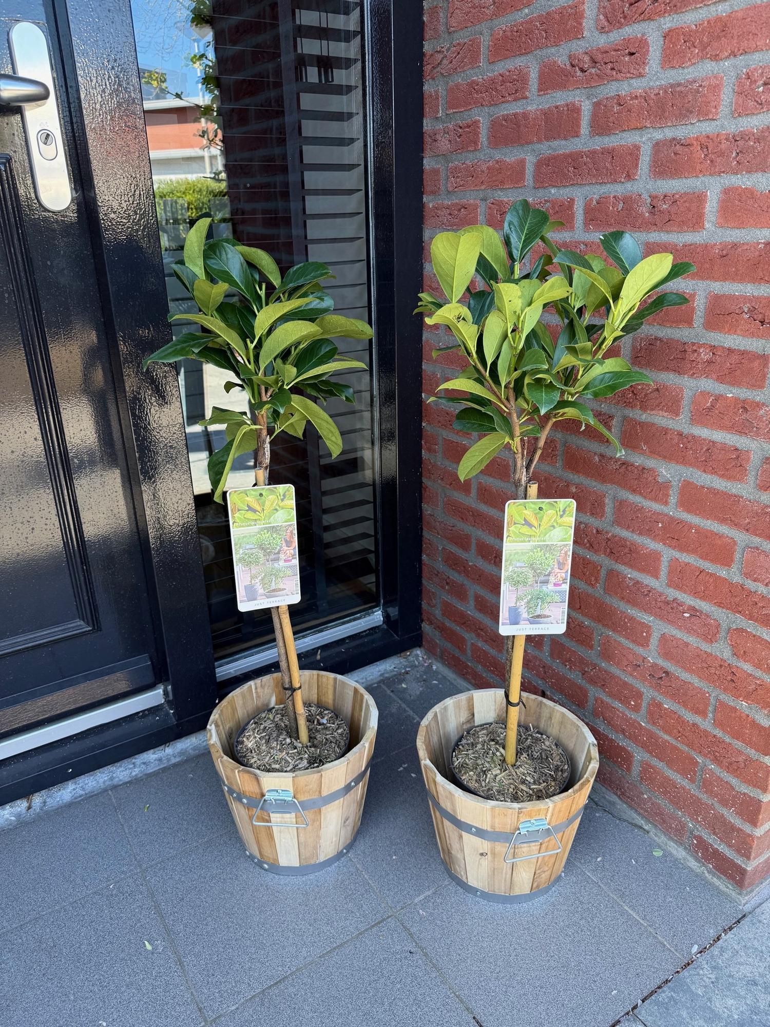 Plant op Stam - Prunus lauroverasus Etna® - Terras Plant - Winterhard - Forestbloom