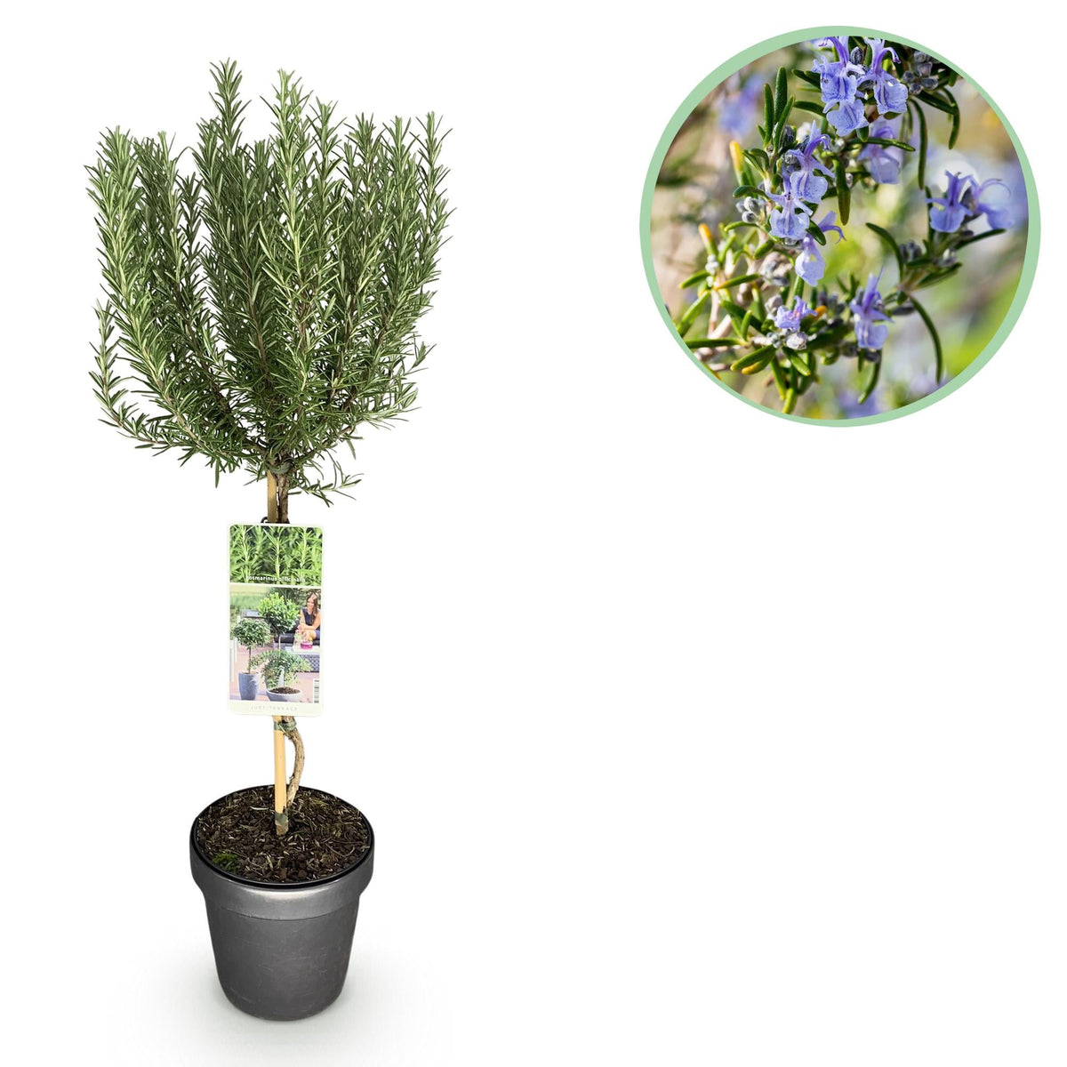 Plant op Stam - Rosmarinus officinalis - Terras Plant - Winterhard - Forestbloom
