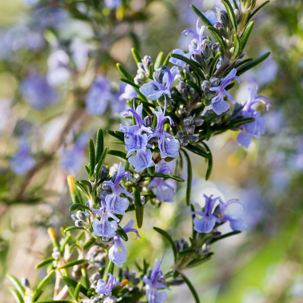 Plant op Stam - Rosmarinus officinalis - Terras Plant - Winterhard - Forestbloom