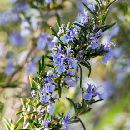Plant op Stam - Rosmarinus officinalis - Terras Plant - Winterhard - Forestbloom