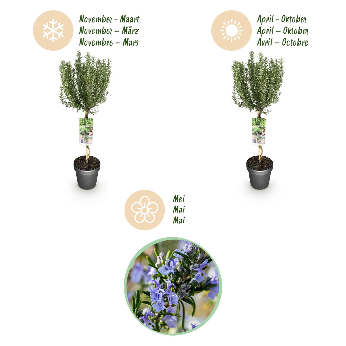 Plant op Stam - Rosmarinus officinalis - Terras Plant - Winterhard - Forestbloom