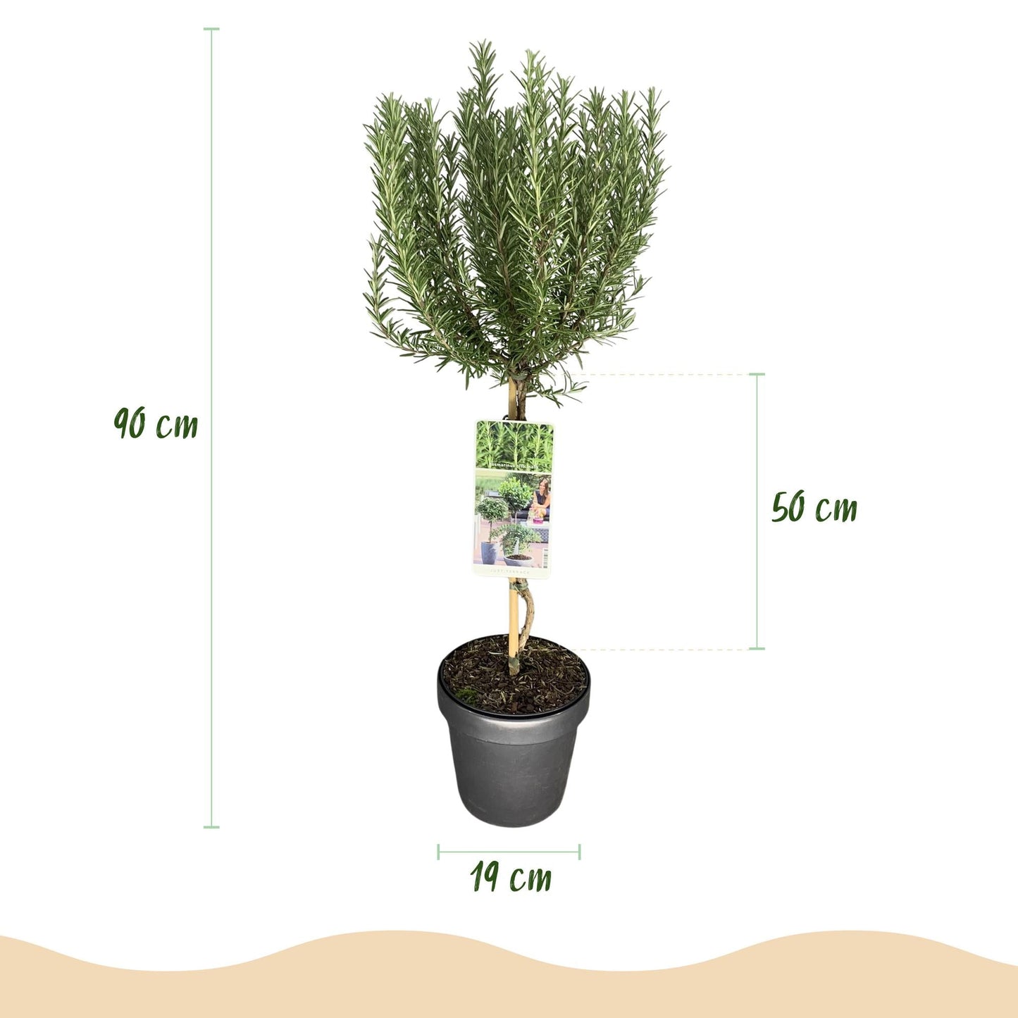 Plant op Stam - Rosmarinus officinalis - Terras Plant - Winterhard - Forestbloom