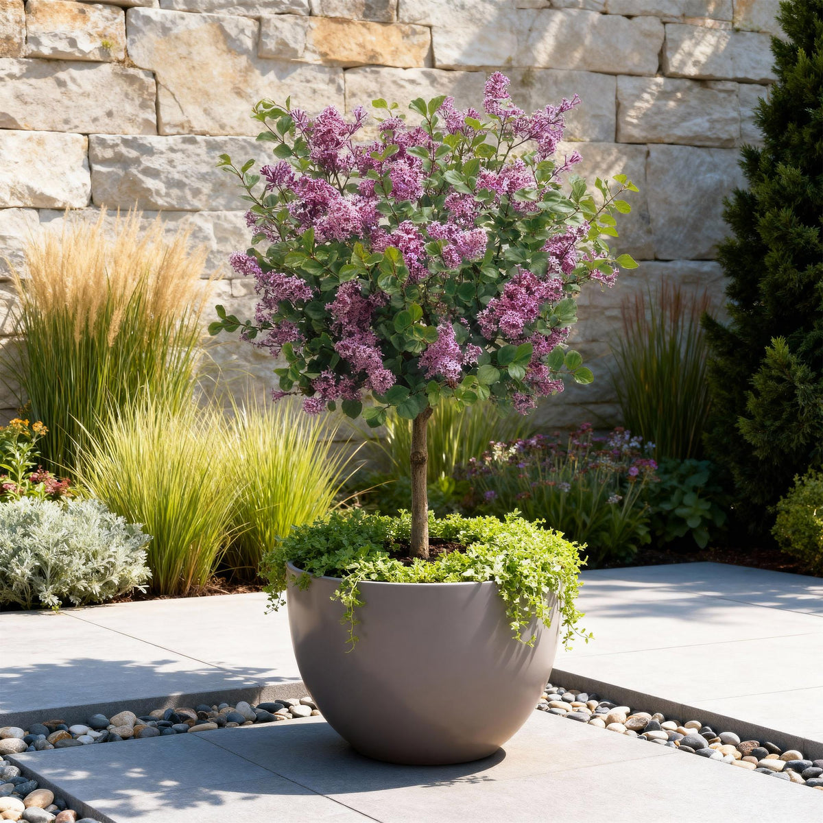 Plant op Stam- Syringa meyeri Palibin - Terras Plant - Winterhard - Forestbloom