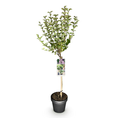 Plant op Stam- Syringa meyeri Palibin - Terras Plant - Winterhard - Forestbloom