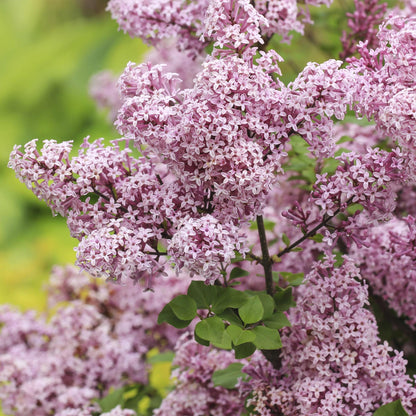 Plant op Stam- Syringa meyeri Palibin - Terras Plant - Winterhard - Forestbloom