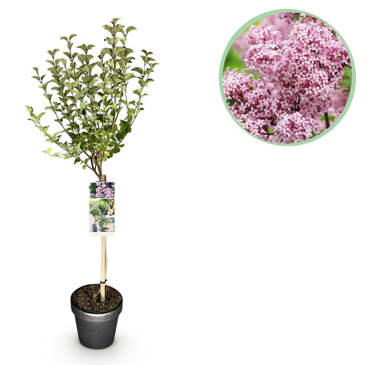 Plant op Stam- Syringa meyeri Palibin - Terras Plant - Winterhard - Forestbloom