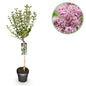 Plant op Stam- Syringa meyeri Palibin - Terras Plant - Winterhard - Forestbloom
