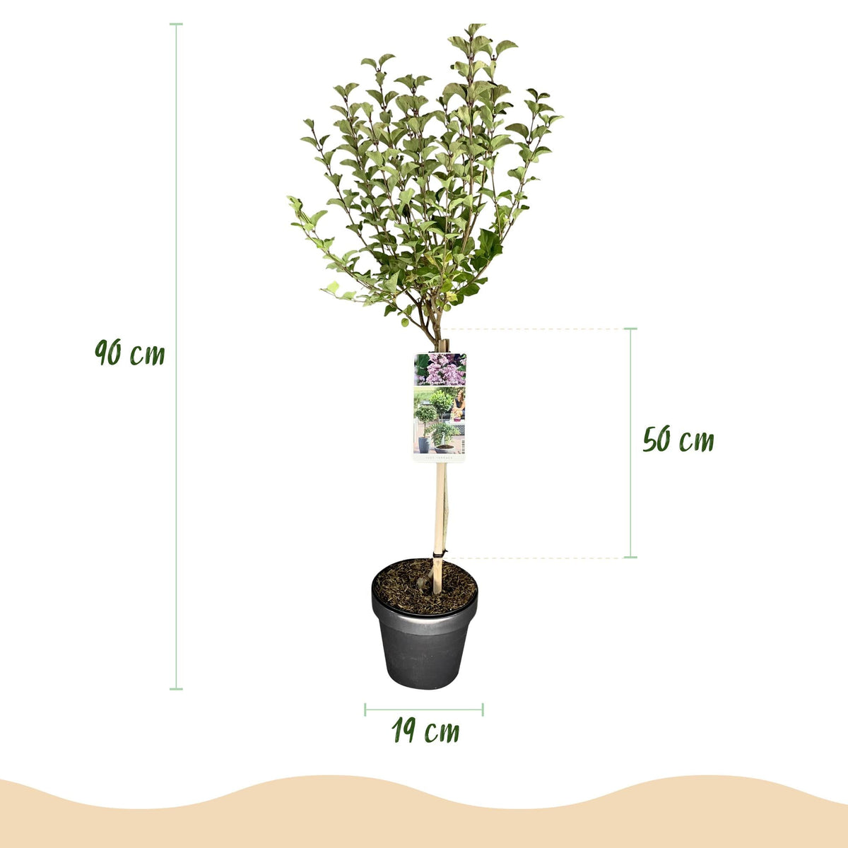 Plant op Stam- Syringa meyeri Palibin - Terras Plant - Winterhard - Forestbloom