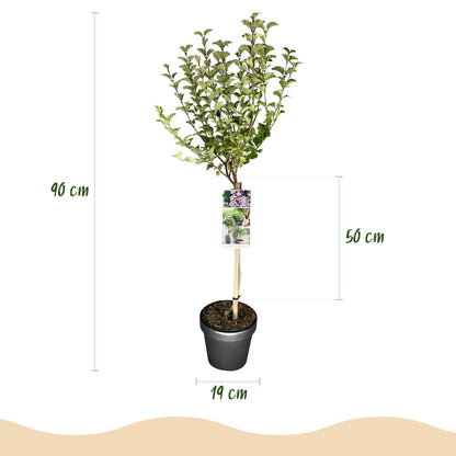 Plant op Stam- Syringa meyeri Palibin - Terras Plant - Winterhard - Forestbloom