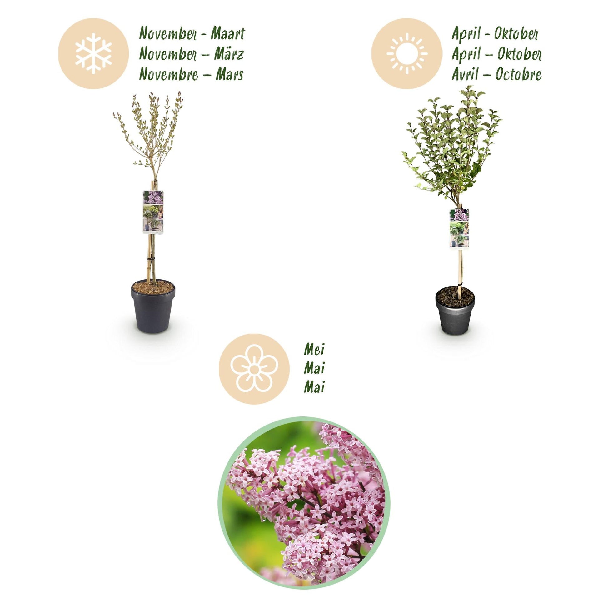 Plant op Stam- Syringa meyeri Palibin - Terras Plant - Winterhard - Forestbloom