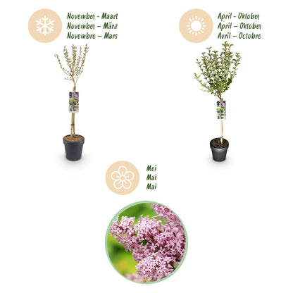 Plant op Stam- Syringa meyeri Palibin - Terras Plant - Winterhard - Forestbloom