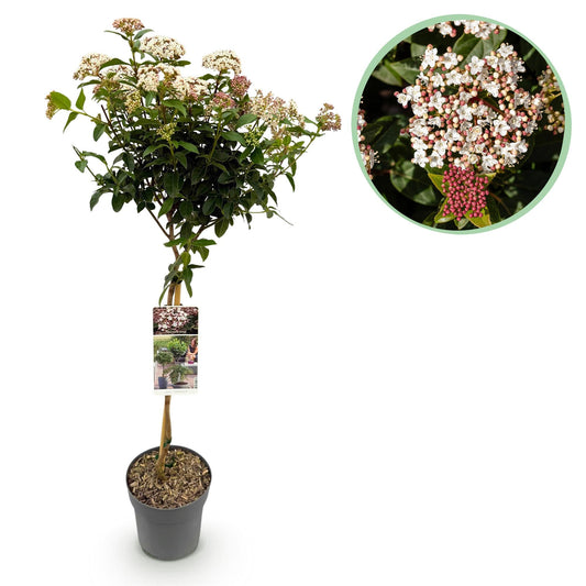 Plant op Stam - Viburnum tinus - Terras Plant - Winterhard - Forestbloom