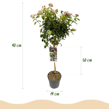 Plant op Stam - Viburnum tinus - Terras Plant - Winterhard - Forestbloom