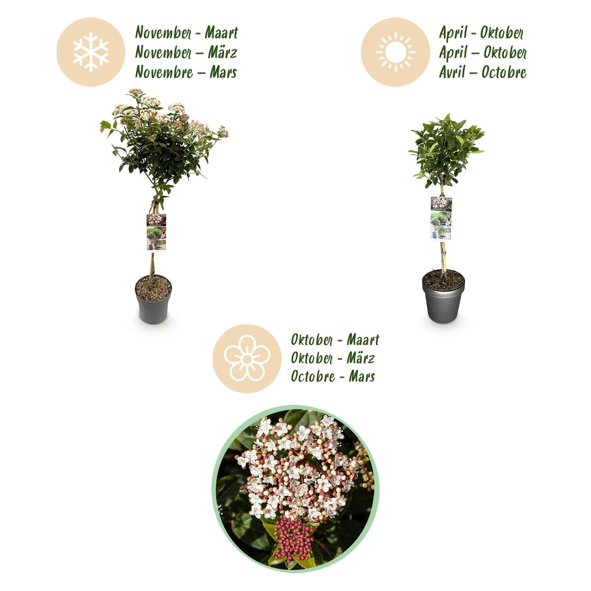 Plant op Stam - Viburnum tinus - Terras Plant - Winterhard - Forestbloom