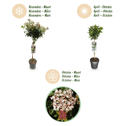 Plant op Stam - Viburnum tinus - Terras Plant - Winterhard - Forestbloom