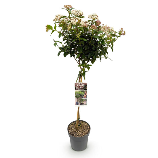 Plant op Stam - Viburnum tinus - Terras Plant - Winterhard - Forestbloom