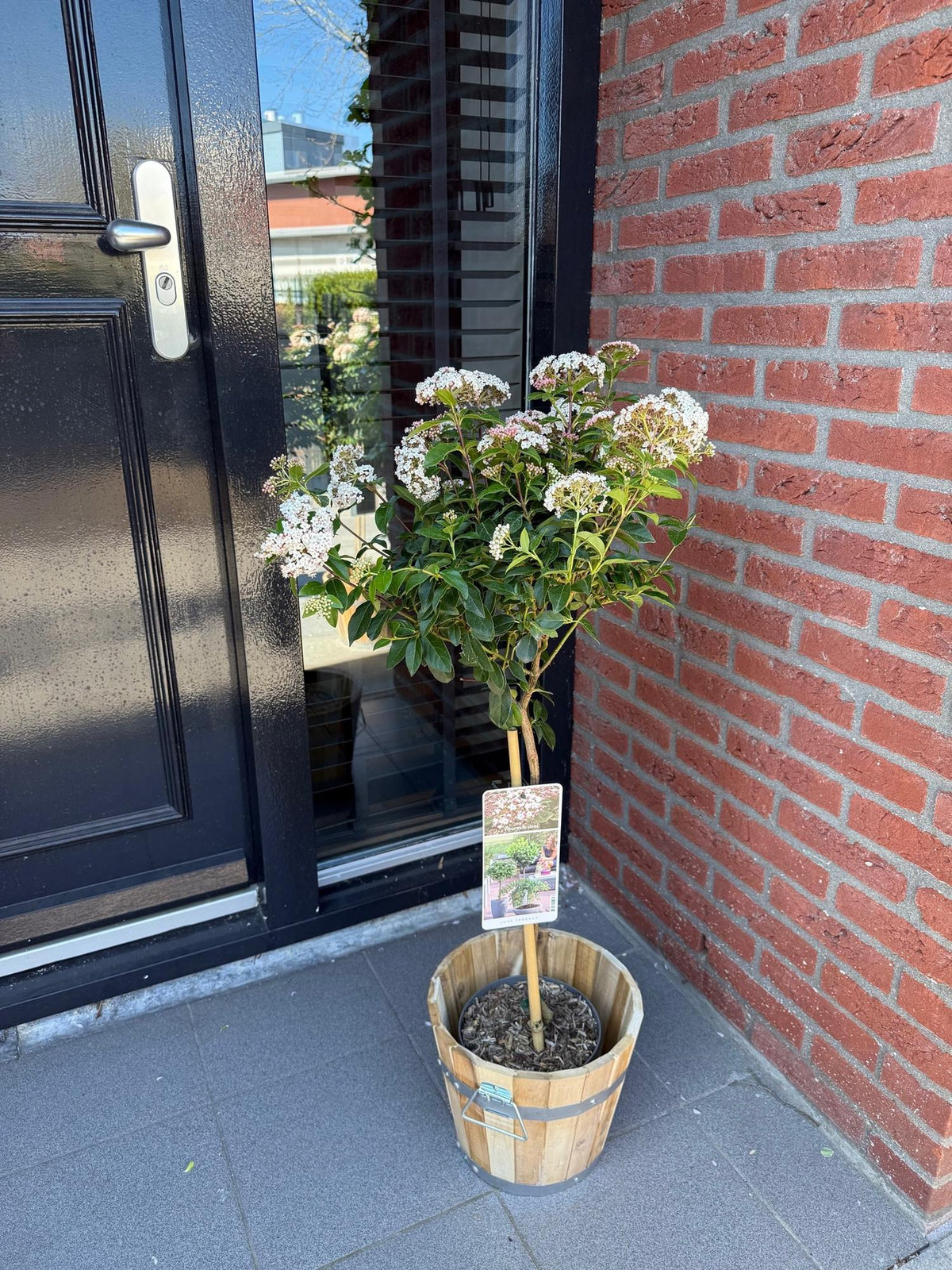 Plant op Stam - Viburnum tinus - Terras Plant - Winterhard - Forestbloom