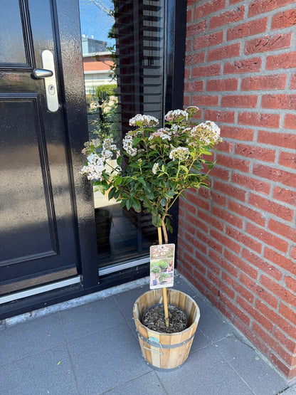 Plant op Stam - Viburnum tinus - Terras Plant - Winterhard - Forestbloom