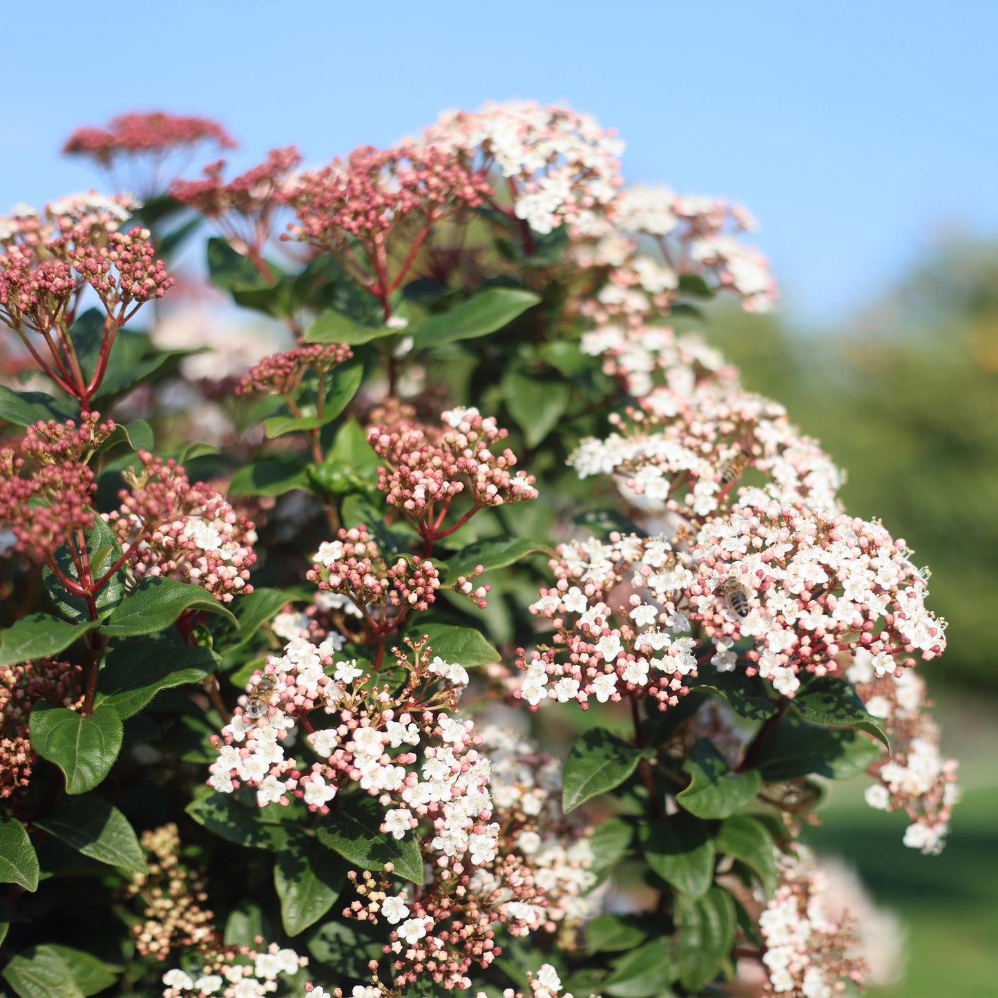 Plant op Stam - Viburnum tinus - Terras Plant - Winterhard - Forestbloom