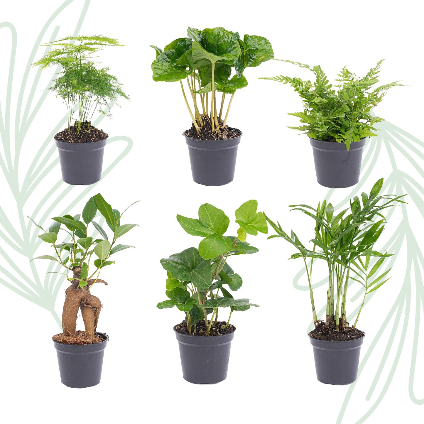 Planten set van 6 groene planten - Forestbloom