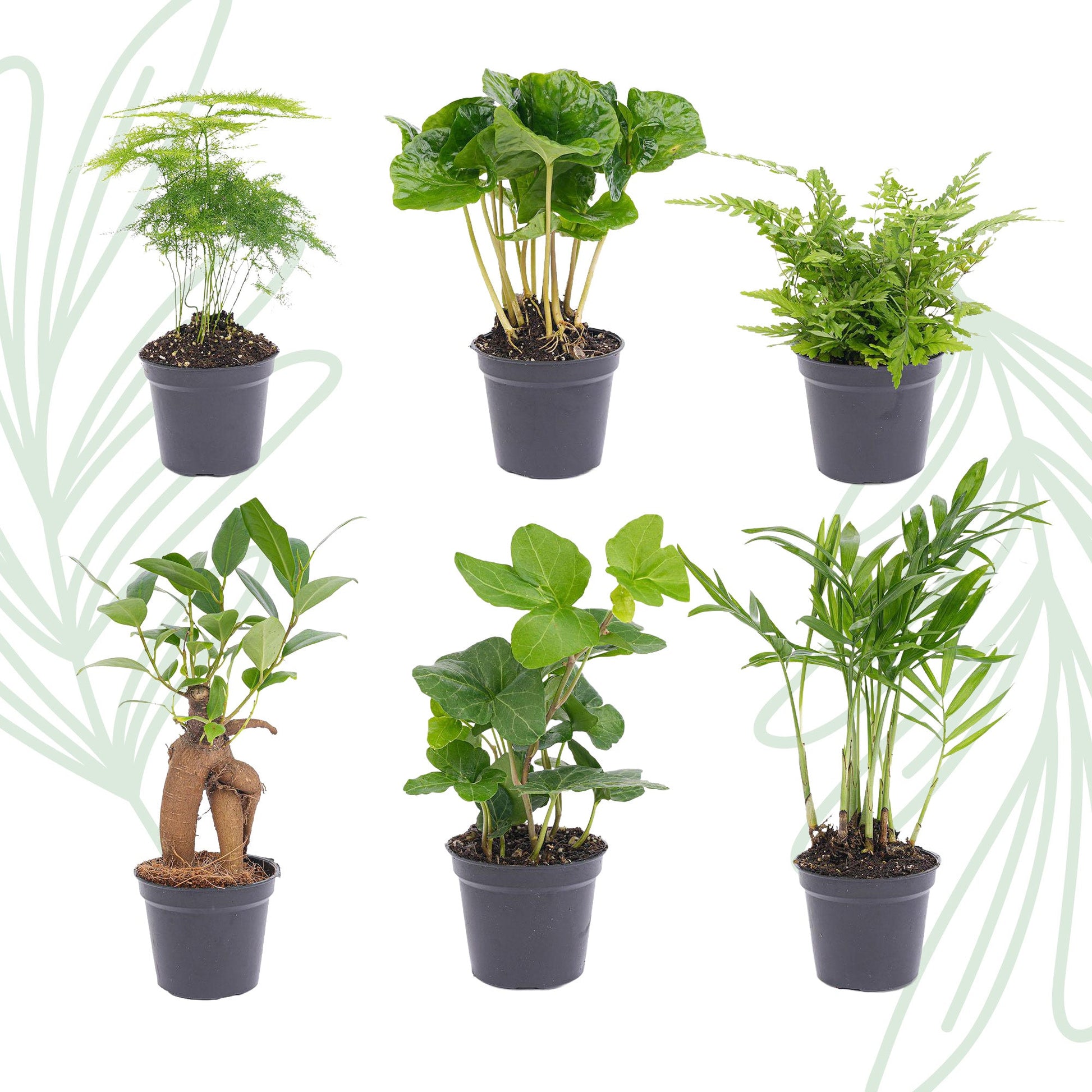Planten set van 6 groene planten - Forestbloom