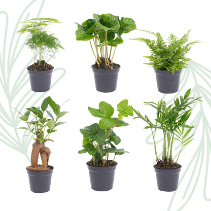 Planten set van 6 groene planten - Forestbloom