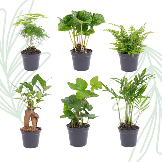 Planten set van 6 groene planten - Forestbloom
