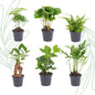 Planten set van 6 groene planten - Forestbloom