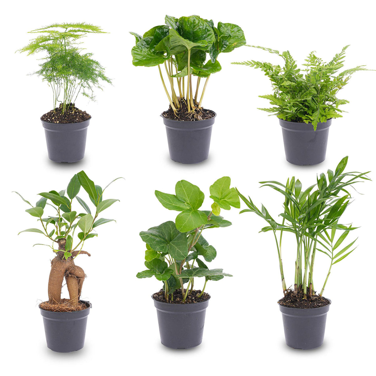 Planten set van 6 groene planten - Forestbloom