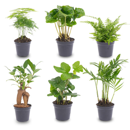 Planten set van 6 groene planten - Forestbloom