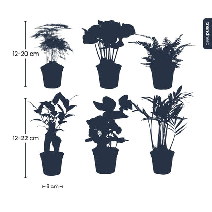 Planten set van 6 groene planten - Forestbloom